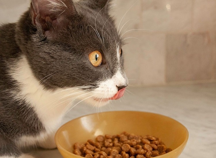the difference between adult and sterile dry cat food 2