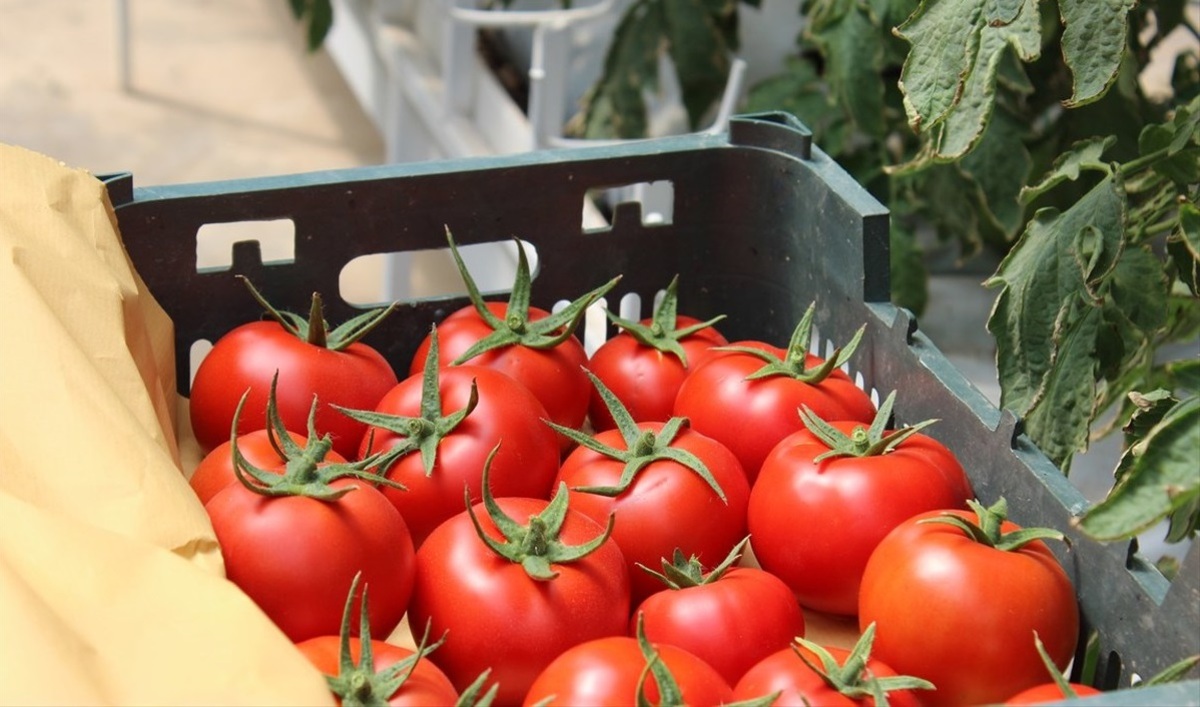 کاهش قیمت گوجه فرنگی با توزیع بار جدید در بازار